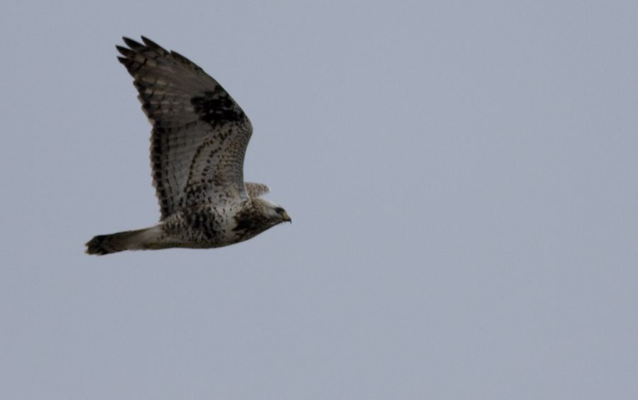 Rough-legged Buzzard