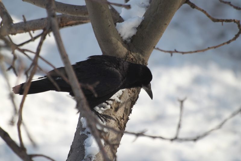 Rook