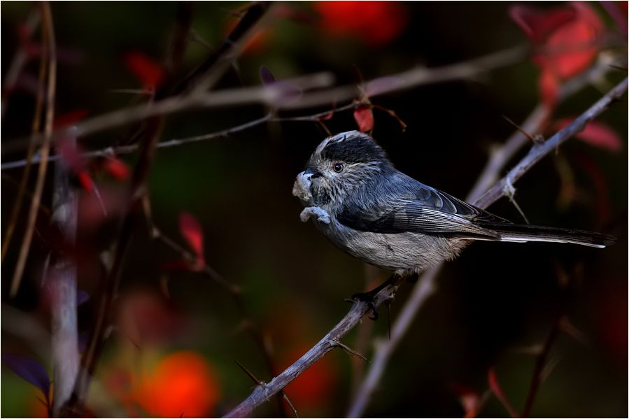 Long-tailed Tit