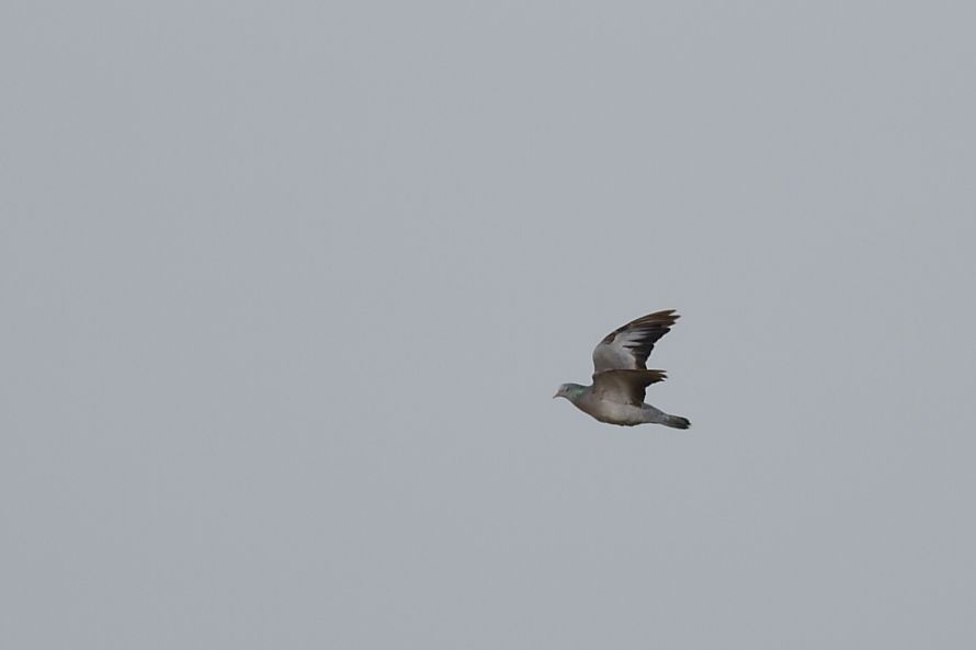 Stock Dove