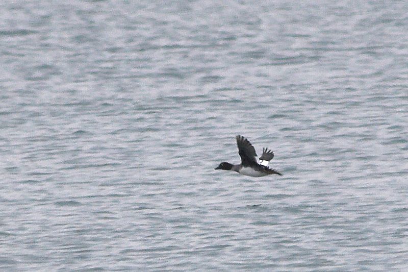 Common Goldeneye