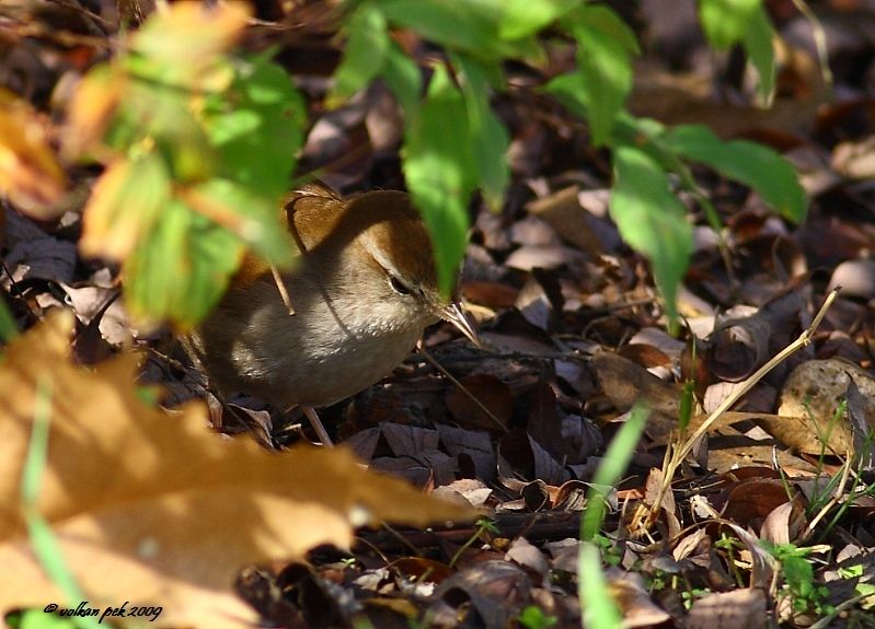 Cetti`s Warbler
