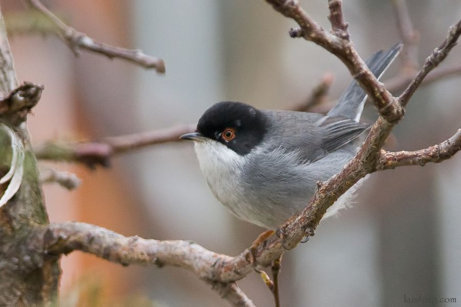 Sardinian Warbler