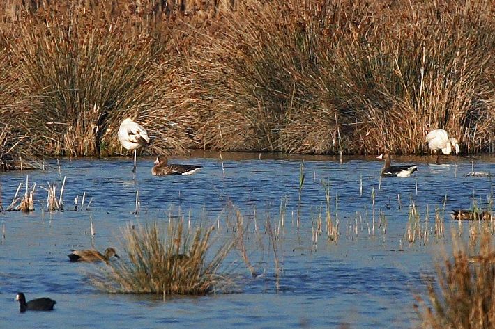 Greater White-fronted Goose