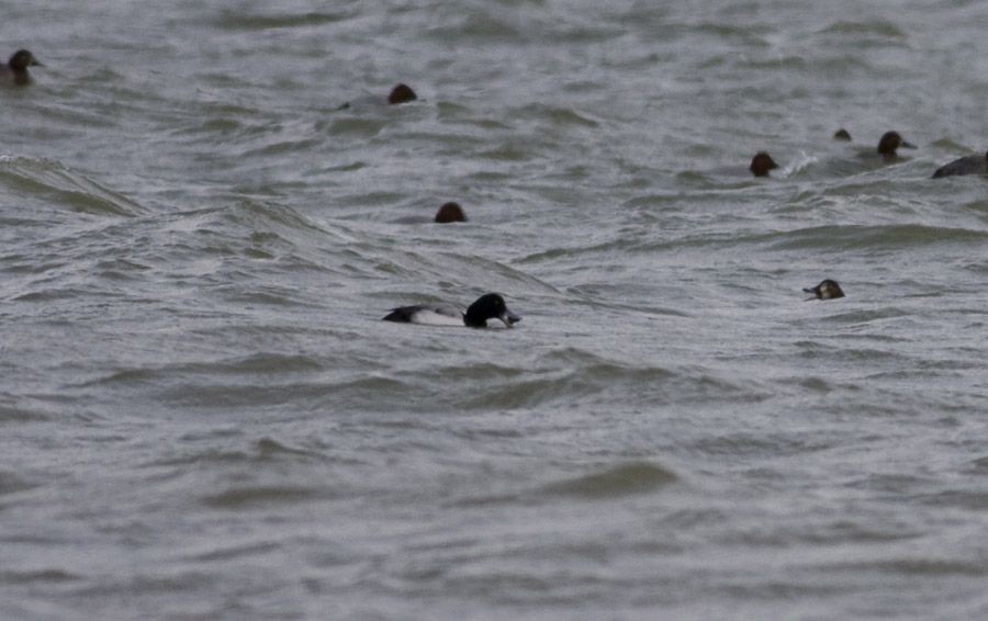 Greater Scaup