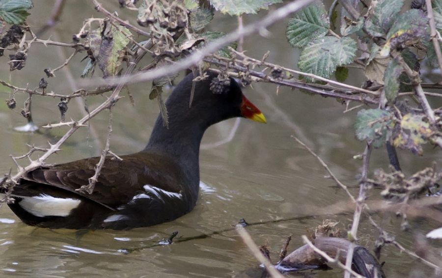 Common Moorhen