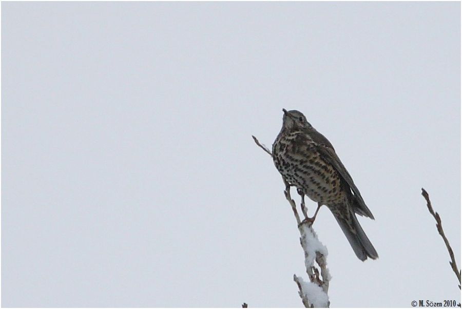 Mistle Thrush