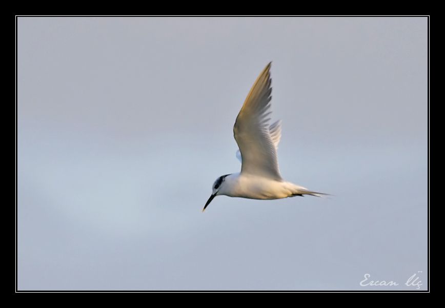 Sandwich Tern