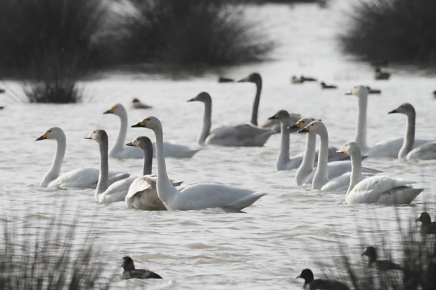 Tundra Swan