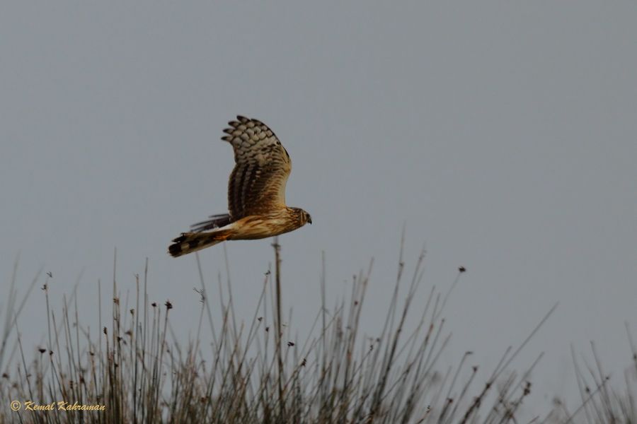 Hen Harrier