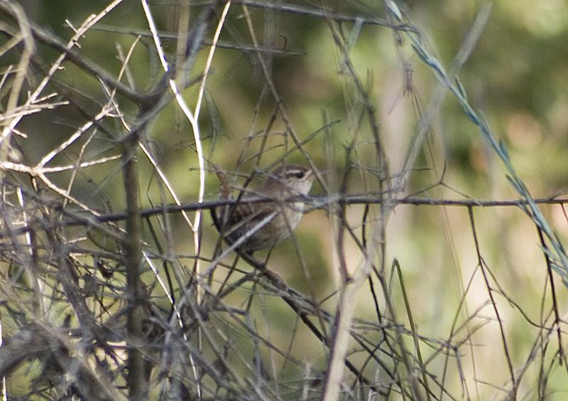 Eurasian Wren