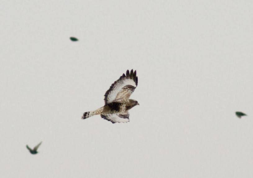 Rough-legged Buzzard