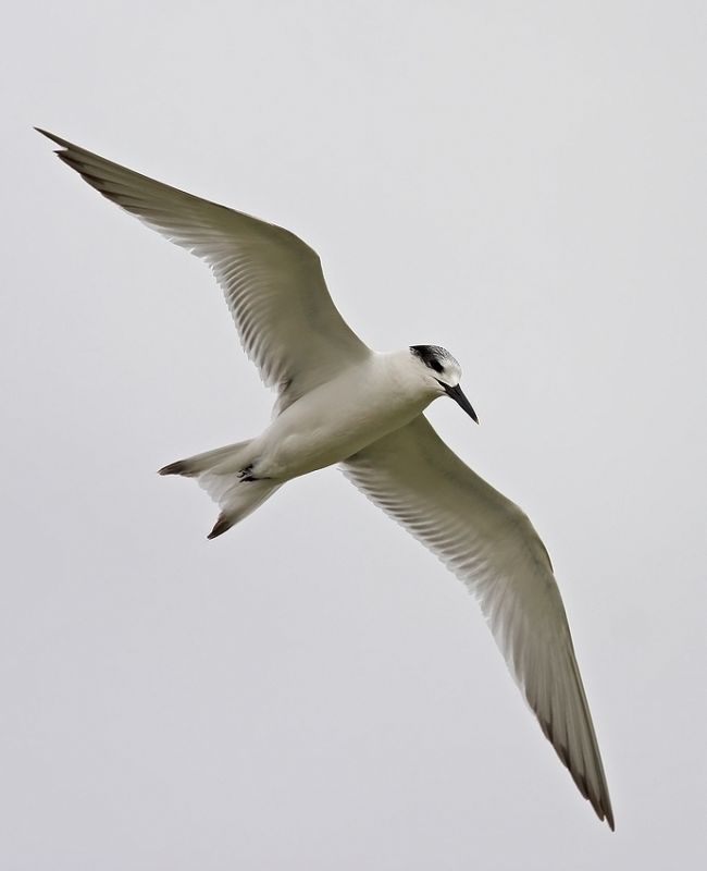 Sandwich Tern
