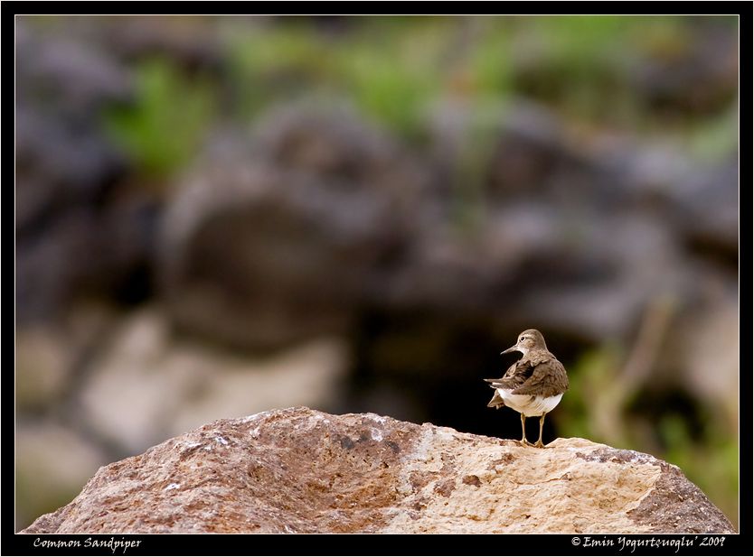 Common Sandpiper