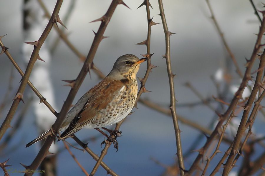 Fieldfare