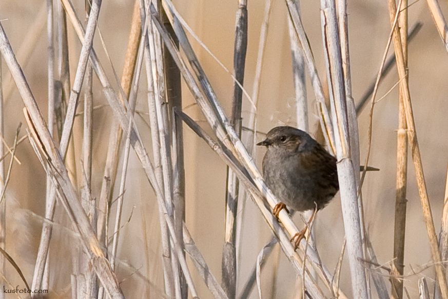 Dunnock