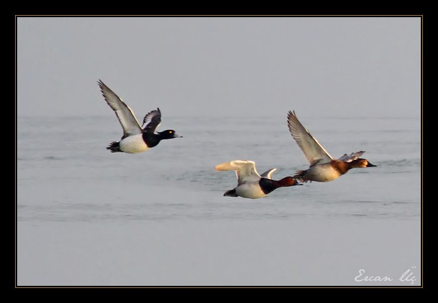 Tufted Duck