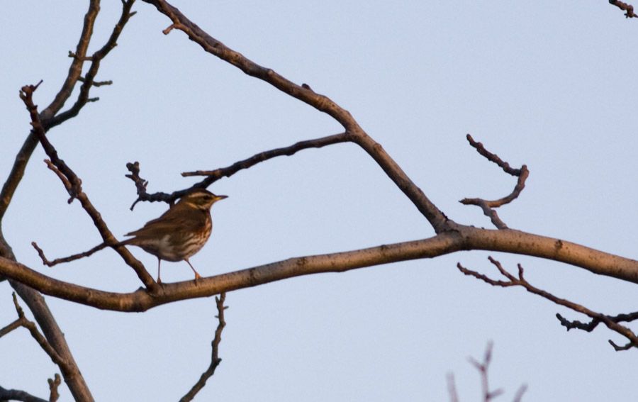 Redwing