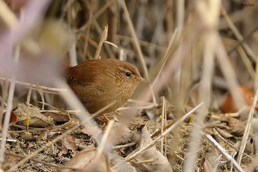 Eurasian Wren