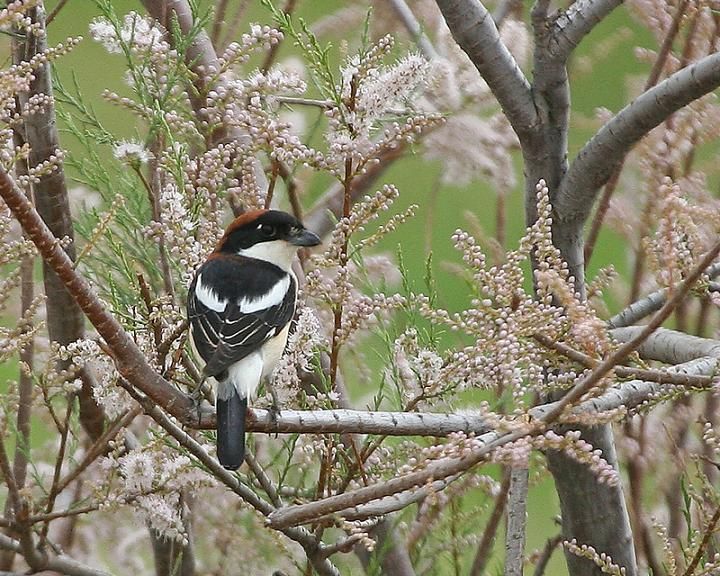 Woodchat Shrike