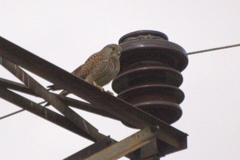 Common Kestrel