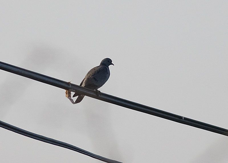 Stock Dove