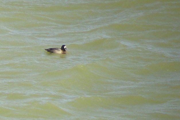 Greater Scaup