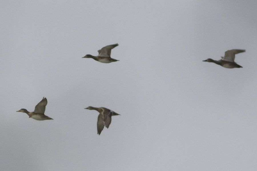 Gadwall