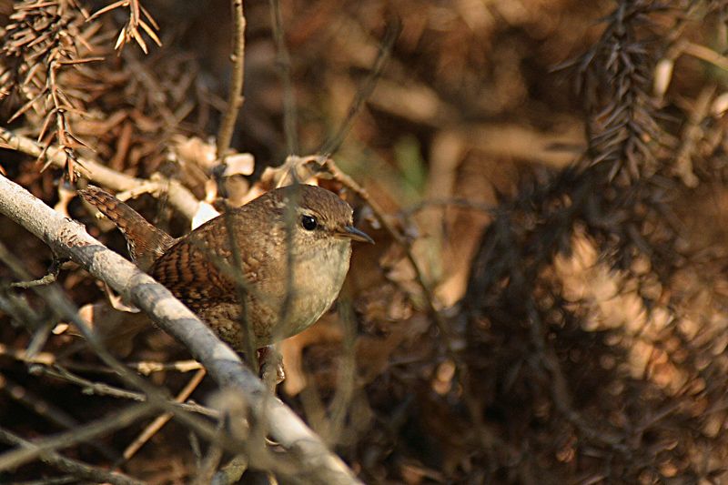 Eurasian Wren