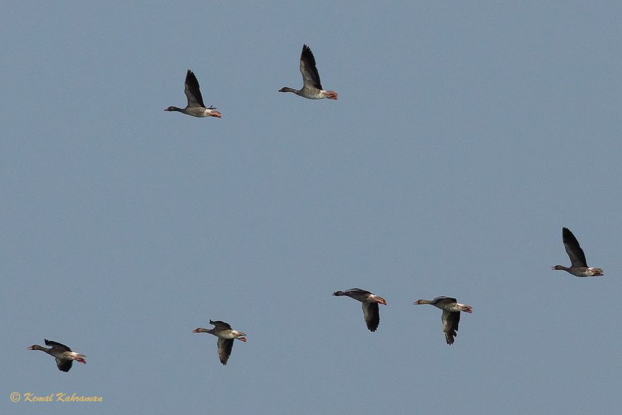 Greylag Goose