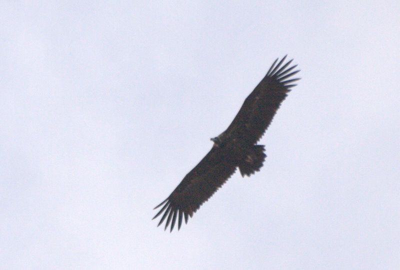 Cinereous Vulture
