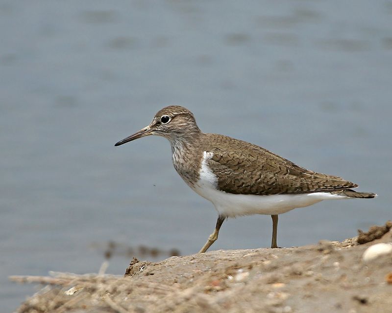 Common Sandpiper
