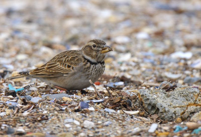 Calandra Lark