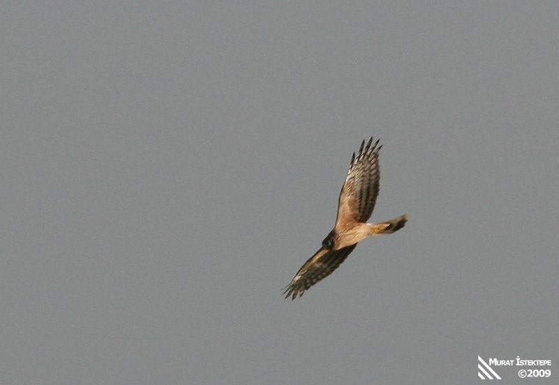 Hen Harrier