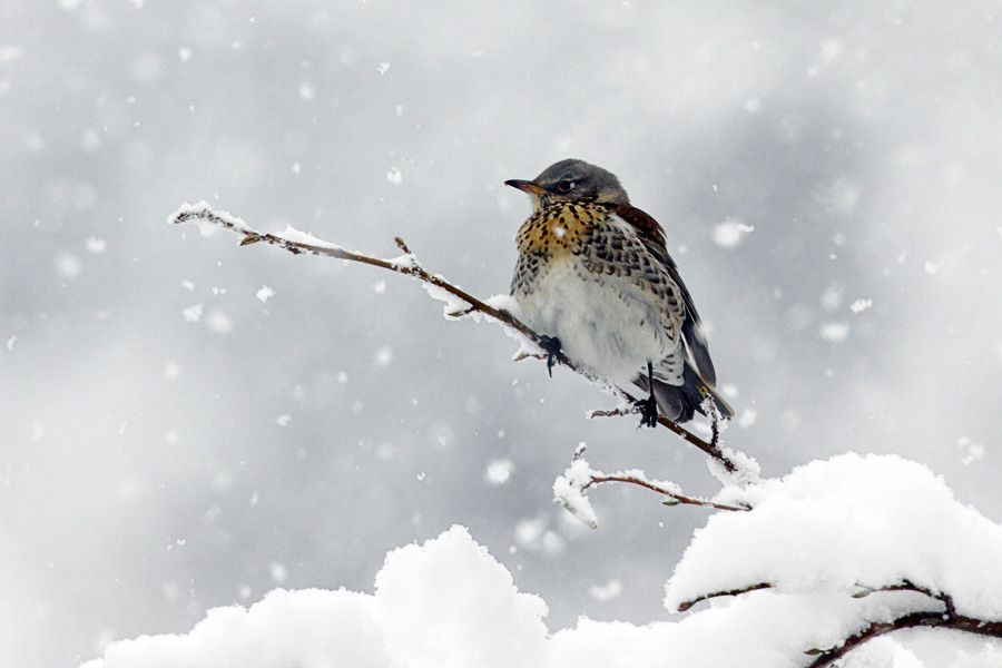 Fieldfare