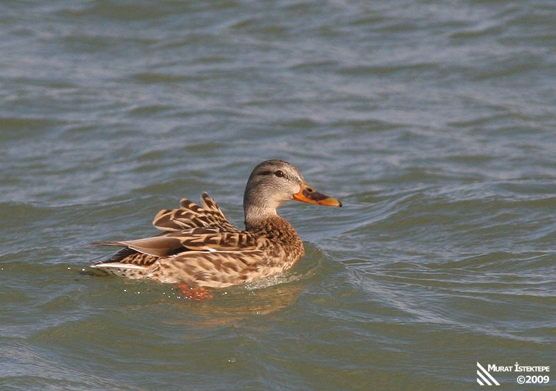 Mallard