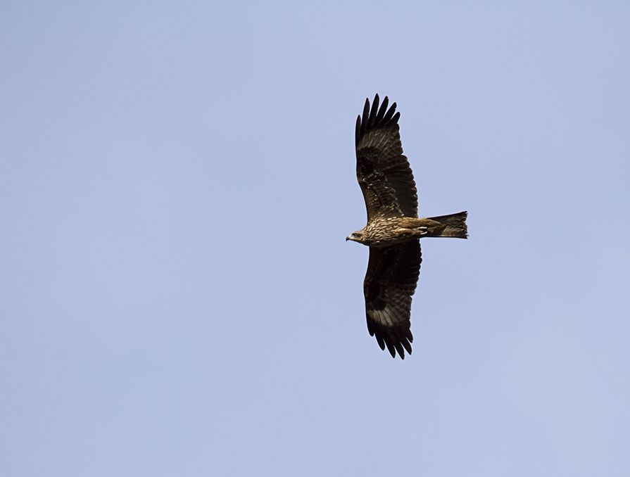 Black Kite
