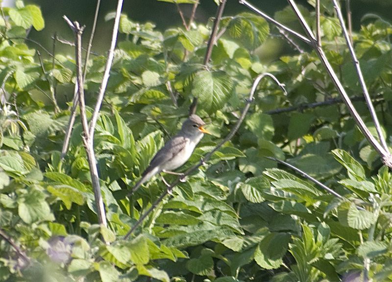 Eastern Olivaceous Warbler