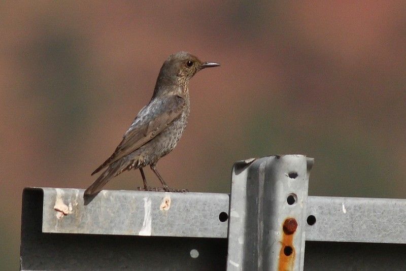Blue Rock Thrush
