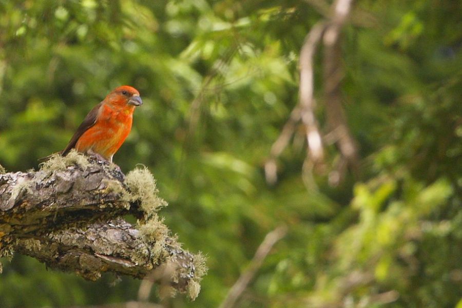 Red Crossbill