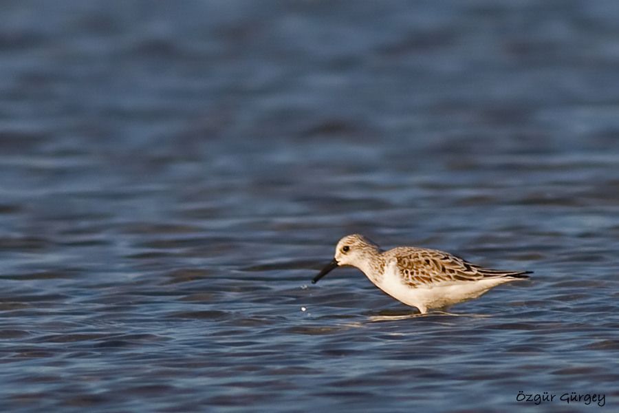 Sanderling