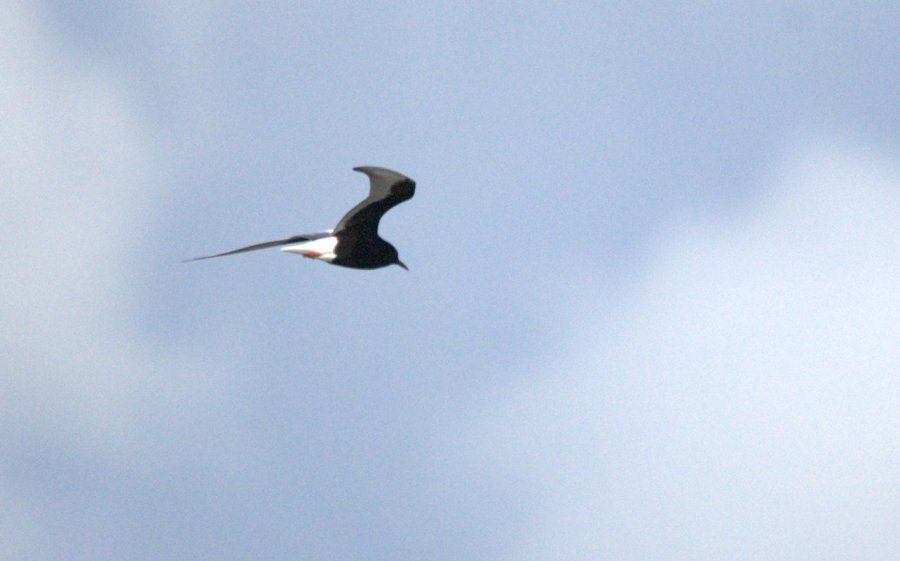Akkanatlı sumru