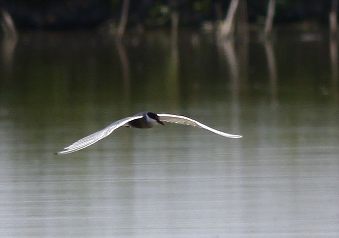 Whiskered Tern