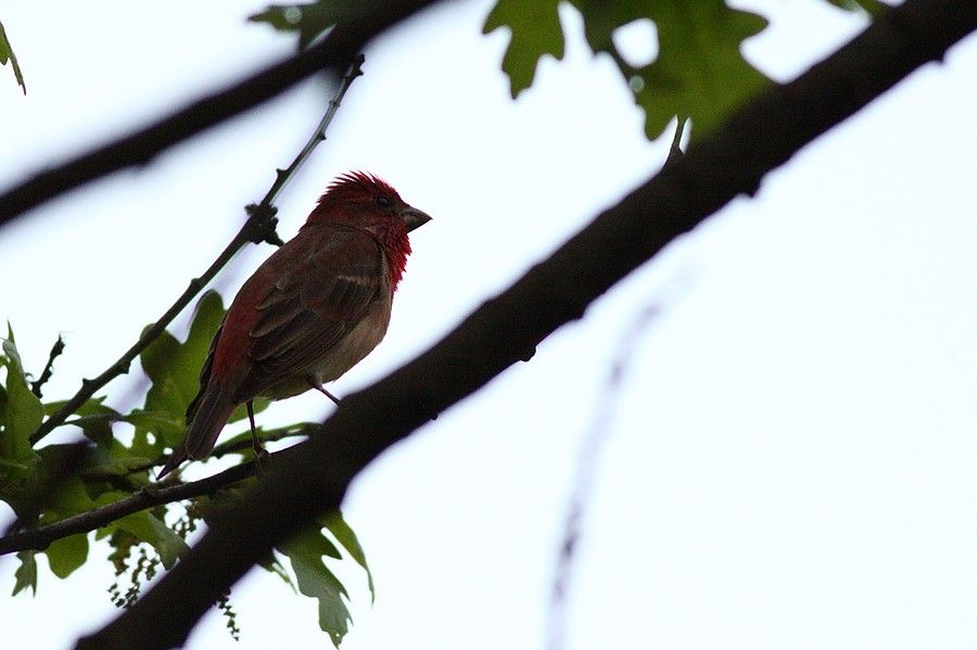 Common Rosefinch