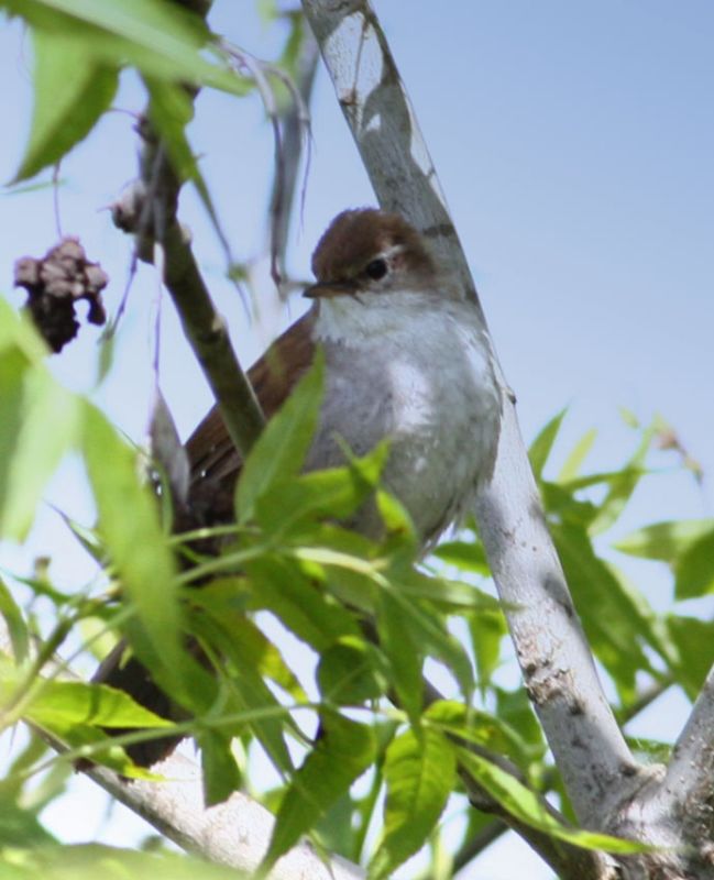 Cetti`s Warbler