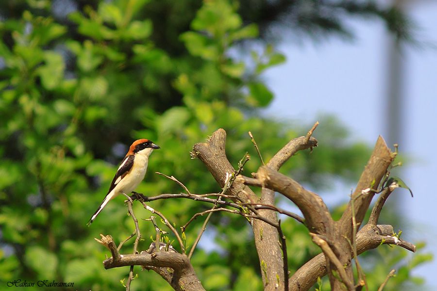 Woodchat Shrike