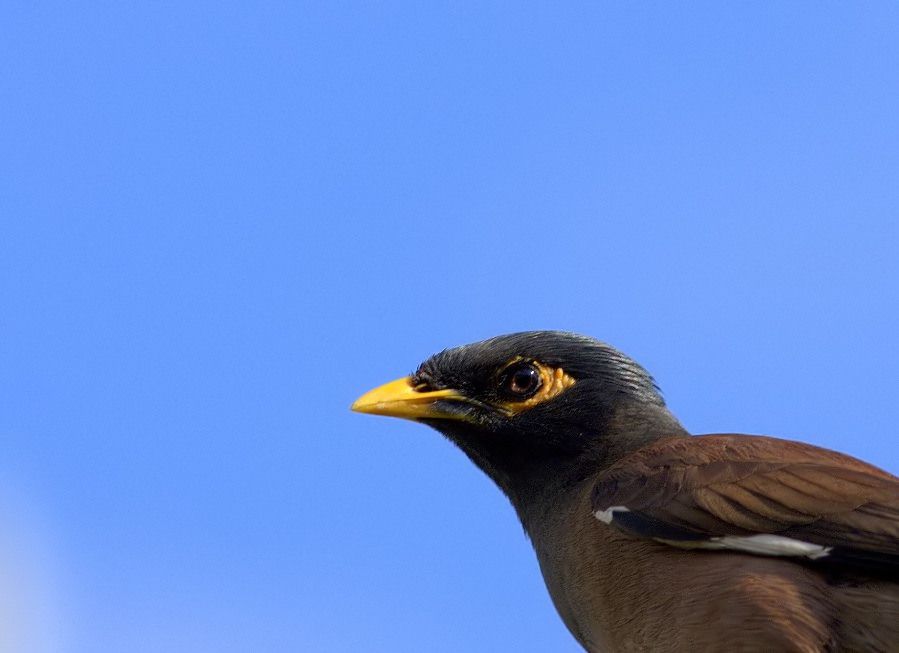 Common Myna