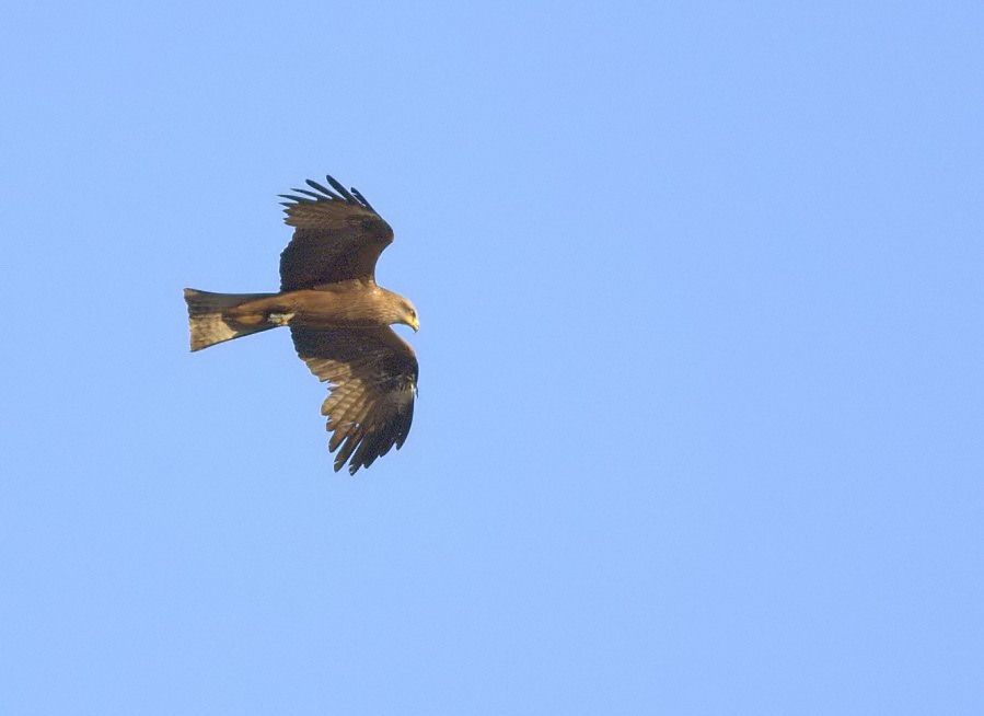 Black Kite
