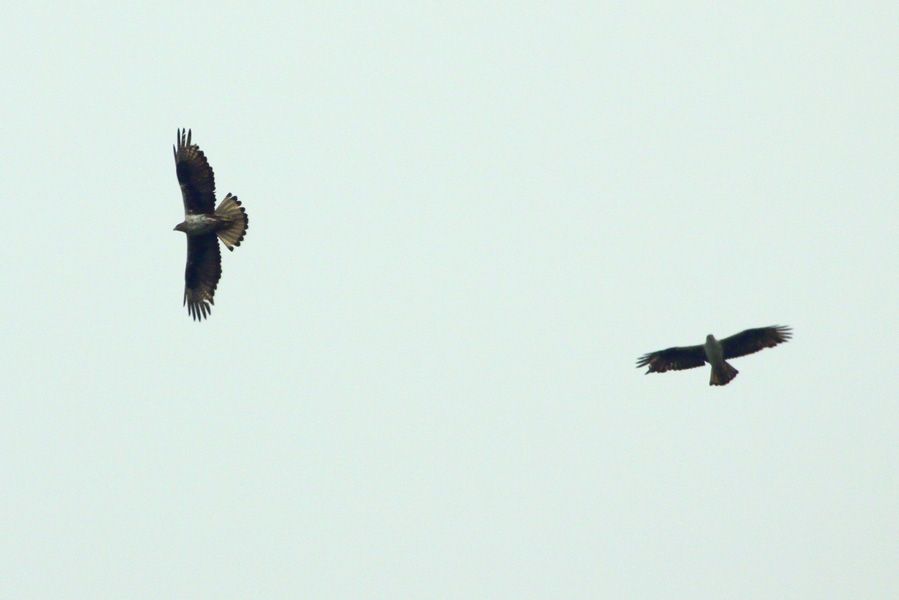 Bonelli`s Eagle