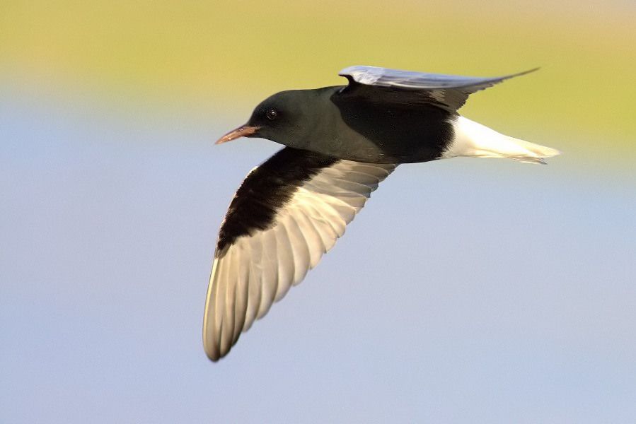 White-winged Tern